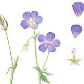 My project in Botanical Illustration with Watercolors course. Traditional illustration, Fine Arts, Painting, Drawing, Watercolor Painting, and Botanical Illustration project by chan.trieu - 07.26.2020