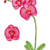 Proyecto y prácticas de Acualera Botánica. Un projet de Illustration botanique de Adriana Testa - 28.07.2020