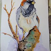Acuarela de un Gorrión. Artistic Drawing, and Watercolor Painting project by Gustavo Garcia - 07.01.2020
