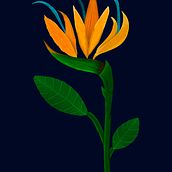 Ave del Paraiso. Un progetto di Illustrazione tradizionale, Illustrazione botanica, Illustrazione digitale e Illustrazione vettoriale di Fred Vega - 03.08.2020