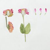My project in Botanical Illustration with Watercolors course. Botanical Illustration project by Dauren Kaliaskar - 08.04.2020