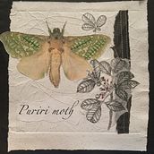 Puriri Moth. Collage, and Embroider project by Gretchen Buwalda - 08.04.2020