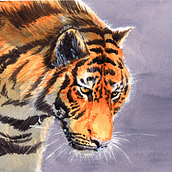 Tiger I. Watercolor Painting, and Traditional illustration project by Miguel A. Guzmán - 08.28.2021