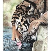 PROYECTO FINAL_TIGRE TOMANDO AGUA. Watercolor Painting project by Mario Young Leitón - 08.08.2020