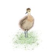 Curlew Chick . % freja tarafından hazırlanan Geleneksel illüstrasyon, Çizim, Dijital İllüstrasyon, Suluboya Resim, Sanatsal Çizim, Dijital Çizim, Ve Dijital Boyama projesi - 08.05.2020