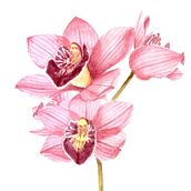 Mi Proyecto del curso: Ilustración botánica con acuarela . Ilustrație botanică de irinafatima - 08.05.2020