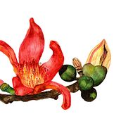 Mi Proyecto del curso: Ilustración Ceiba Speciosa. Graphic Design, and Traditional illustration project by Ana Martínez del Campo - 08.06.2020