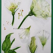 My project in Botanical Illustration with Watercolors course. Botanical Illustration, and Watercolor Painting project by carolina_c - 08.06.2020