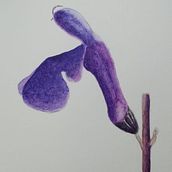 Mi Proyecto del curso: Cuaderno botánico en acuarela. Botanical Illustration project by Jesús Guadalupe González Gallegos - 08.10.2020