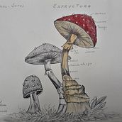 Mi Proyecto del curso: Cuaderno botánico en acuarela . % Martha Leticia Aguilar Ortiz tarafından hazırlanan Botanik İllüstras, Ve on projesi - 08.10.2020