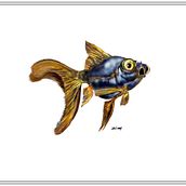 Carassius auratus- Black moor- peixe telescópio. Un progetto di Illustrazione tradizionale e Illustrazione digitale di Jorge de Lima - 12.08.2020