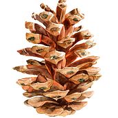 Mi Proyecto del curso: Ilustración botánica con acuarela. Botanical Illustration project by Maribi Benito Martin - 08.21.2020