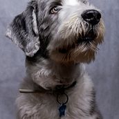 Mi Proyecto del curso: Introducción a la fotografía de perros. Fotografia de estúdio, e Fotografia de retrato projeto de Mireia Ecija - 13.08.2020