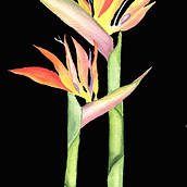 Mi Proyecto del curso: Ilustración botánica con acuarela . Lukisan Cat Air proyek oleh angelica_gomez49 - 08.27.2020