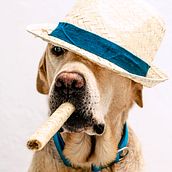Mi Proyecto del curso: Introducción a la fotografía de perros. Projekt z dziedziny Fotografia użytkownika Maria del Pilar Pérez Corrales - 17.08.2020