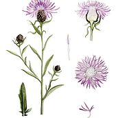 Centaurea Nigra. Projekt z dziedziny Trad, c i jna ilustracja użytkownika Ana Luz - 19.08.2020