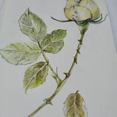Mi Proyecto del curso: Ilustración botánica con acuarela. Watercolor Painting project by Cristina Tortora - 09.05.2020