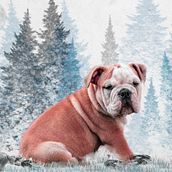 CUTE DOG. Photographic Composition, Photograph, Fine-Art Photograph, Mobile Photograph, Instagram Photograph, Photomontage, Photographic Lighting, and Photo Retouching project by David Fernando Rico Ramirez - 08.20.2020