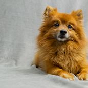 Kira y Scar - Mi Proyecto del curso: Introducción a la fotografía de perros. Projekt z dziedziny Fotografia użytkownika astridcastellsnavarro - 20.08.2020