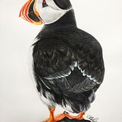 Mi Proyecto del curso: Ilustración naturalista de aves con acuarela. Traditional illustration project by Claudia White - 11.30.2020