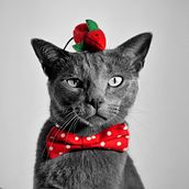 Proyecto fotografía mascotas. Gato en interior. Photograph project by marsande - 08.23.2020