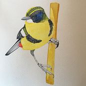Mi Proyecto del curso: Ilustración naturalista de aves con acuarela. Un proyecto de Bellas Artes de Valentina Flores Calderón - 25.08.2020