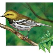 Ilustraciones de Aves de mi autoría Ein Projekt aus dem Bereich Traditionelle Illustration von Julio Leonel Valle Lucero - 28.08.2020