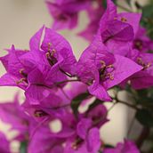 Mi Proyecto del curso: Guía práctica para aprender a manejar tu cámara digital desde cero Ein Projekt aus dem Bereich Innendesign und Fotografie von andereegeamatey_f - 10.09.2020