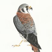 Meu projeto do curso: Ilustração naturalista de aves com aquarela. Un proyecto de Pintura a la acuarela de Aquarelisma - 29.08.2020