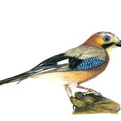 Arrendajo euroasiático (Garrulus glandairus) . Un proyecto de Dibujo a lápiz, Dibujo realista e Ilustración tradicional de Gonzalo Peña - 25.03.2020