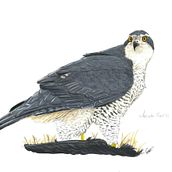 Azor común (Accipiter gentilis). Un proyecto de Dibujo a lápiz, Dibujo realista e Ilustración tradicional de Gonzalo Peña - 22.03.2020