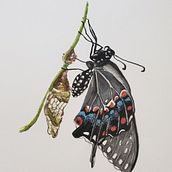 Swallowtail first watercolor. Watercolor Painting project by Debra Vaccaro - 08.29.2020