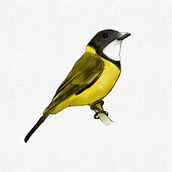 My Portfolio . % Harry Ting tarafından hazırlanan Geleneksel illüstras, Ve on projesi - 08.30.2020