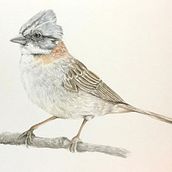 Mi Proyecto del curso: Ilustración naturalista de aves con acuarela. Traditional illustration, and Watercolor Painting project by María Ignacia Valenzuela Villarroel - 08.31.2020