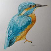 Mi Proyecto del curso: Ilustración naturalista de aves con acuarela. Projekt z dziedziny Malowanie akwarelą użytkownika Camila Fernanda Gutiérrez Olivos - 02.09.2020