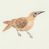 Mi Proyecto del curso: Ilustración naturalista de aves con acuarela. Un proyecto de Pintura a la acuarela de Xiomara Cancino Vargas - 02.09.2020