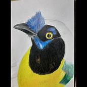 Ave con lapices de color. Projekt z dziedziny Trad, c i jna ilustracja użytkownika Karol Betancourt - 03.09.2020
