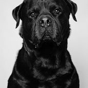 Mi Proyecto del curso: Introducción a la fotografía de perros . % Núria Fau tarafından hazırlanan Fotoğrafçılık, Portre Fotoğrafçılığı, Ve Dijital Fotoğrafçılık projesi - 09.03.2020