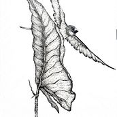 Sketches for Intaglio. Botanical Illustration & Ink Illustration project by Catalina Peña - 09.04.2020