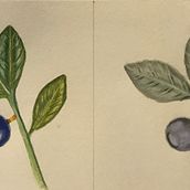 Botanical Illustration - Watercolor lily. Botanical Illustration, and Watercolor Painting project by Kristen Bastis - 09.06.2020
