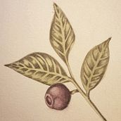 Mi Proyecto del curso: Ilustración botánica con acuarela. Watercolor Painting project by Adherid Mercado - 09.07.2020