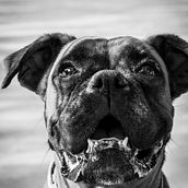 Mi Proyecto del curso: Introducción a la fotografía de perros. Un proyecto de Fotografía de salome_ml - 11.09.2020