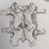 Exploración Osea de la Columna Lumbar . Un proyecto de Dibujo anatómico de Paula Tellez - 13.05.2019