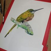 My project in Naturalist Bird Illustration with Watercolors course. Un proyecto de Pintura a la acuarela de Po So - 14.09.2020