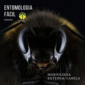 @entomologia.facil  - Meu projeto do curso: Comunicação eficiente e criativa para seus projetos . Un progetto di Instagram di Aline Unes - 16.09.2020