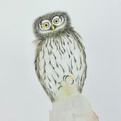 European Pygmy Owl (my first Bird Illustration ever) with watercolors. Drawing project by Maria Melkova - 09.18.2020