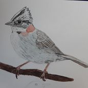 Mi Proyecto del curso: Ilustración naturalista de aves con acuarela. Un projet de Illustration traditionnelle de heidi_heitmann_frutuoso - 19.09.2020