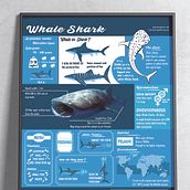 WhaleShark Infographics. Poster Design, Information Design, Graphic Design, Infographics, T, and pograph project by Isabel Domínguez Pérez - 09.21.2020