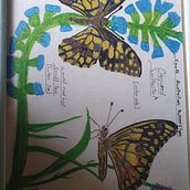 Butterfly and host plants. Botanical Illustration project by David Mackinnon - 09.22.2020