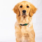Mi Proyecto del curso: Introducción a la fotografía de perros. Photograph project by Miguel Lemus - 09.22.2020